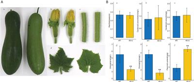 Integrated analysis of multi-omics and fine-mapping reveals a candidate gene regulating pericarp color and flavonoids accumulation in wax gourd (Benincasa hispida)
